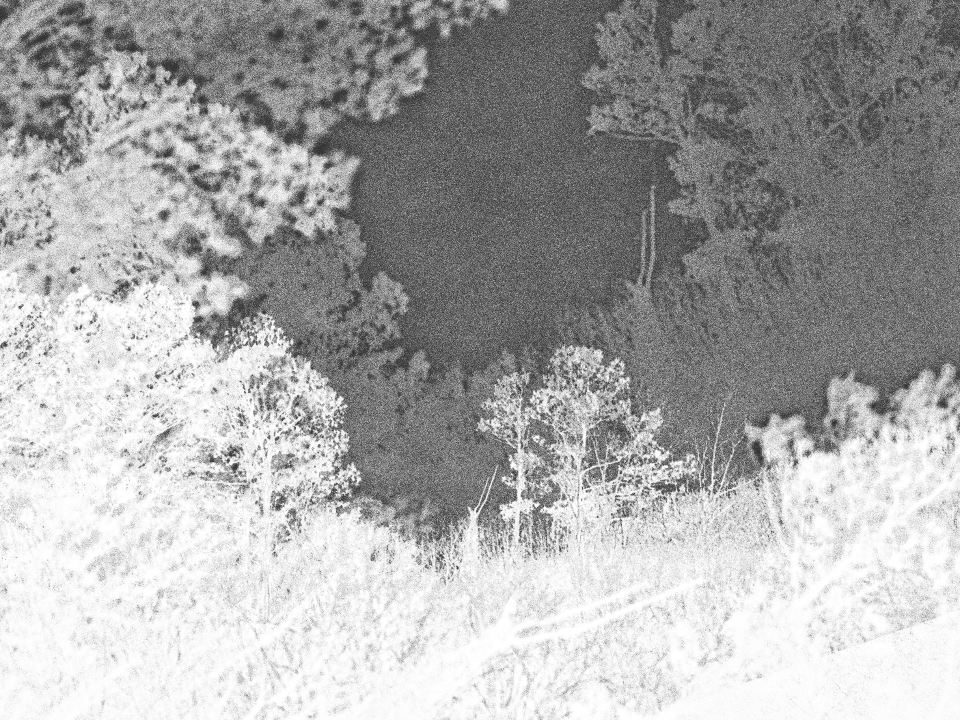 black & white & solarised photo of trees & shrubbery crowding out the sky. ominous vibes through out.
